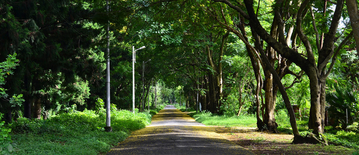 Nature Green Valley Beautiful